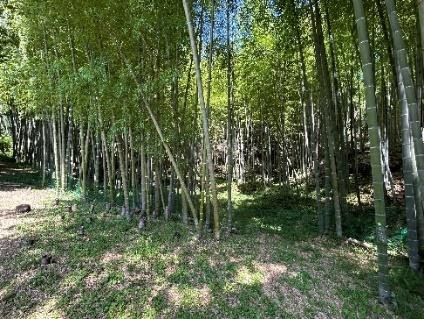 1980s wood house on a large plot in Nagano, Satsuma