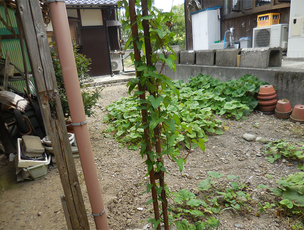 Wood house in Shiga