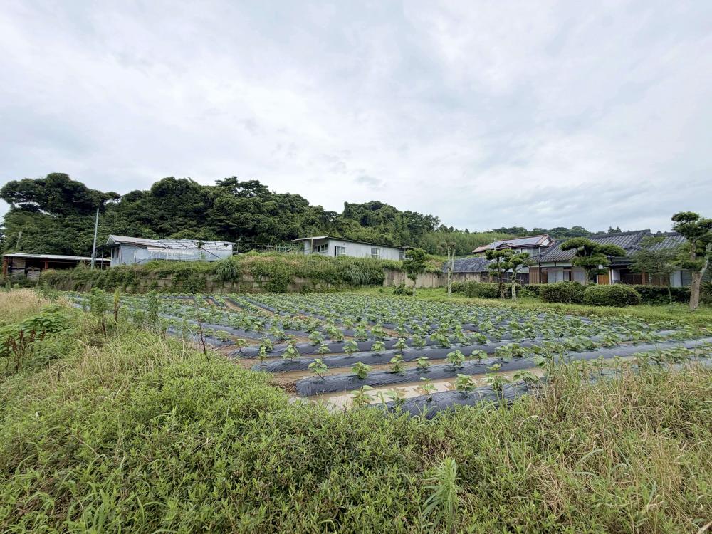 1990s wood house in Hamada, Kanoya, farmland, approval needed