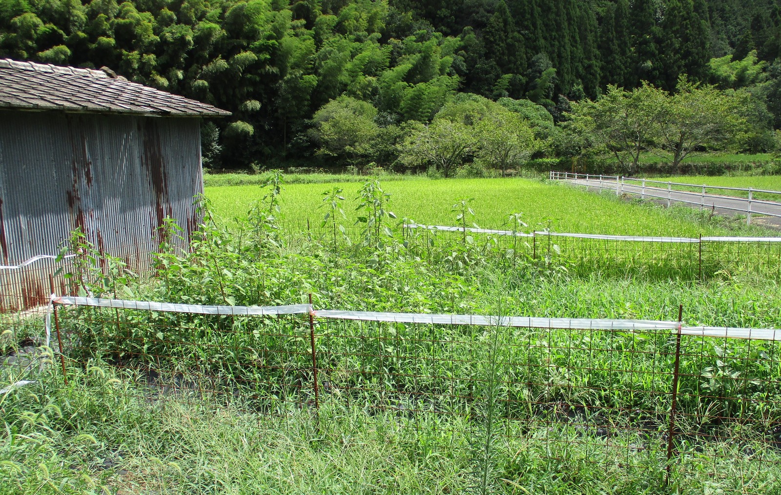 1970s wood house in Hyogo