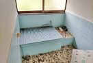 Charming traditional old house with a small stream flowing nearby