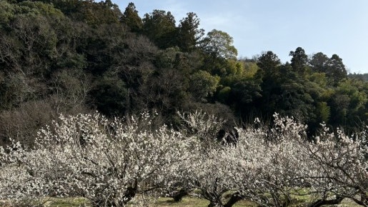 Wood house in Tokushima