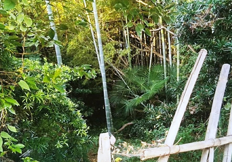 1970s wood house on a large plot in Ehime