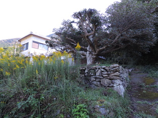 House in Kochi