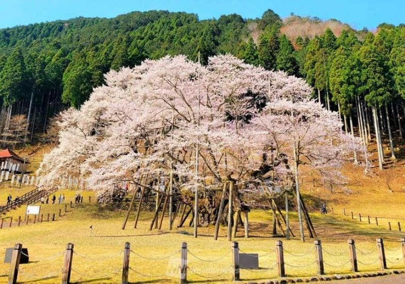 Wood house, 10-min walk to station, Gifu