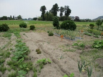 1920s wood house on a large plot in Niigata
