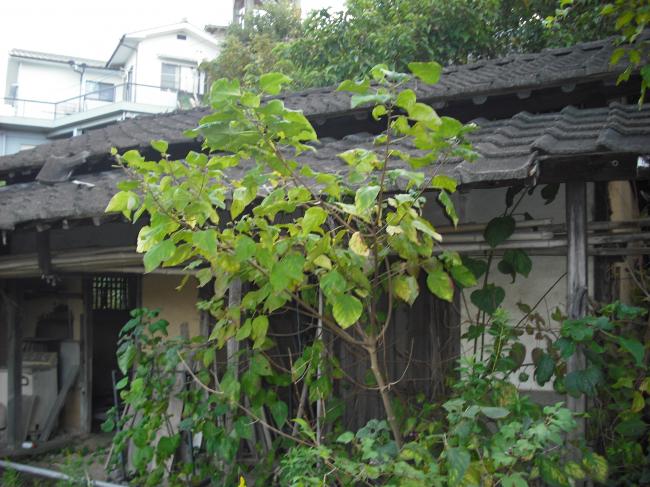 1970s wood house in Okayama