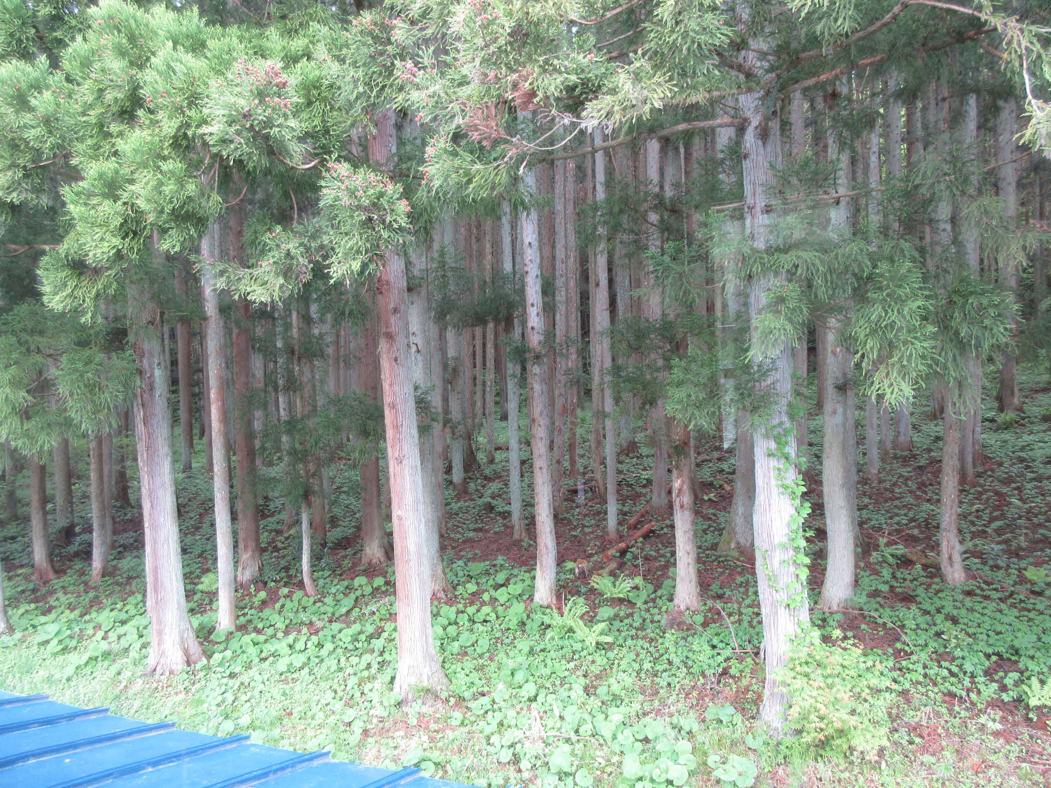 Empty home in Japan