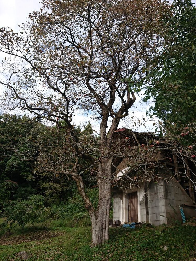 1960s wood house on a large plot in Kitakami