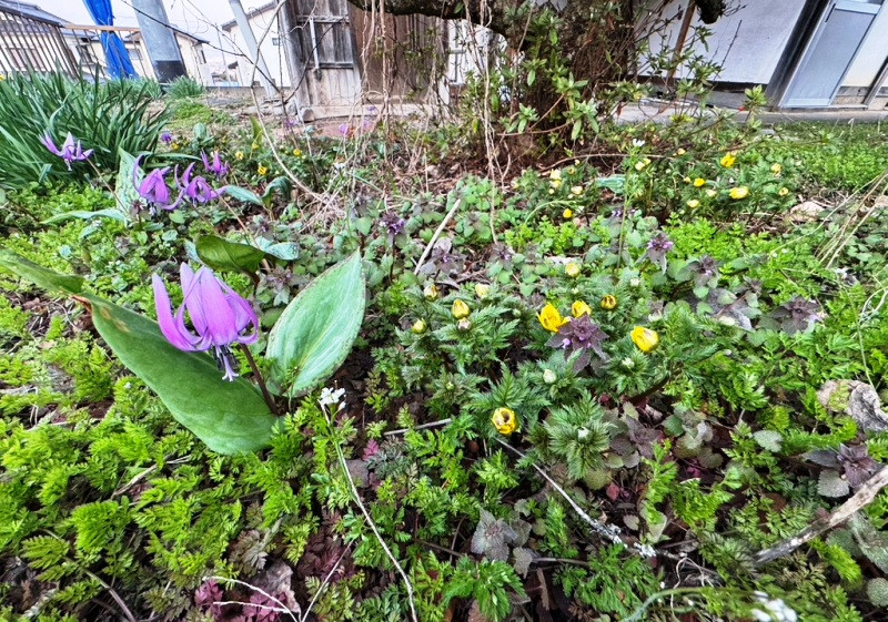 Wood house on a large plot in Nagano