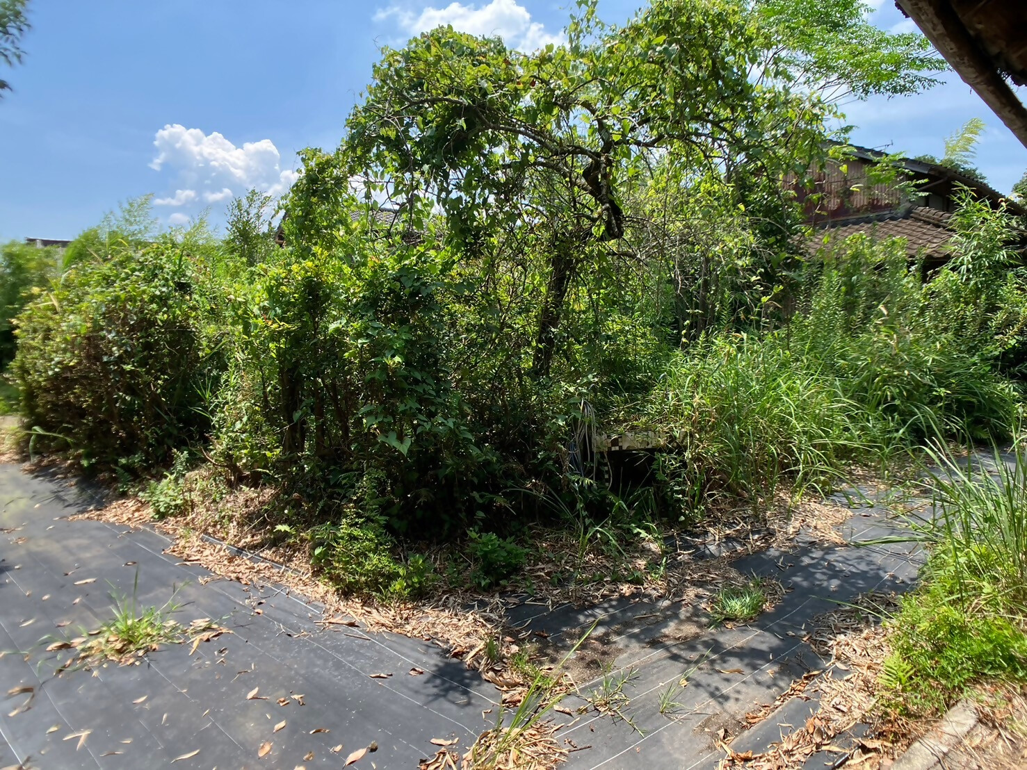 1950s wood house on a large plot in Sumiyoshi, Aira