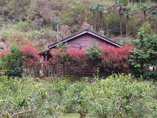 1930s wood house in Tokushima