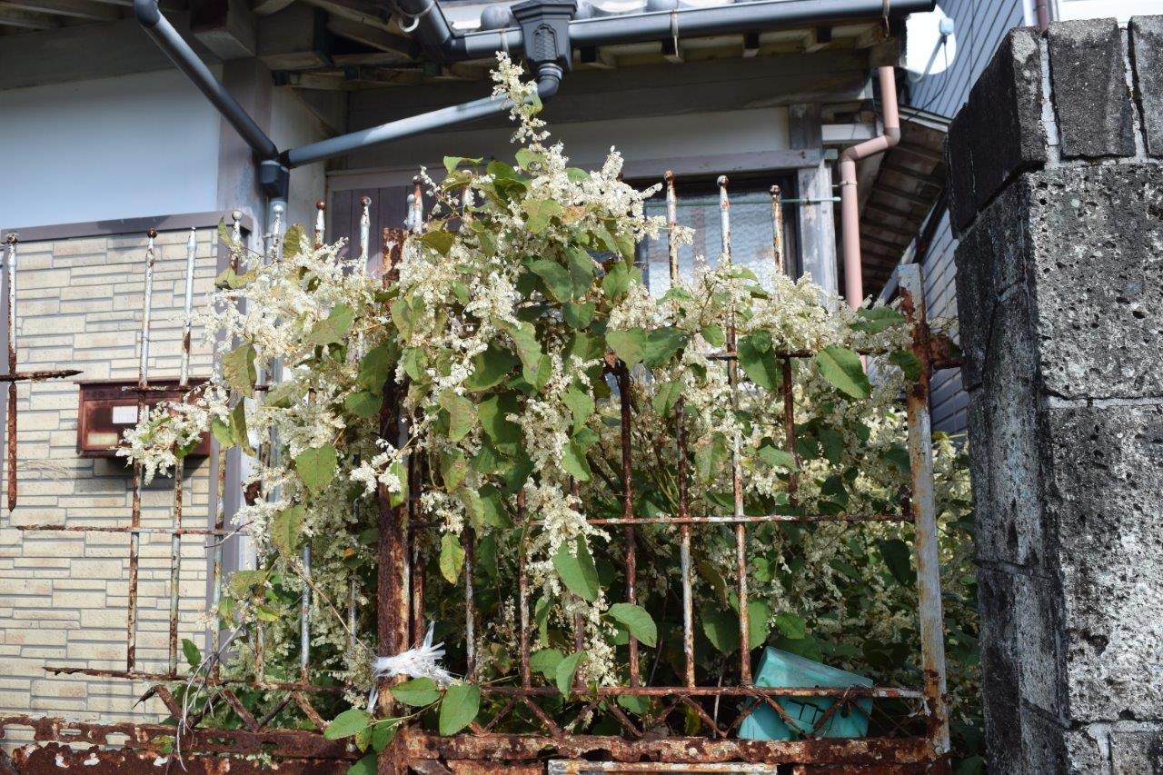1960s wood house in Kochi